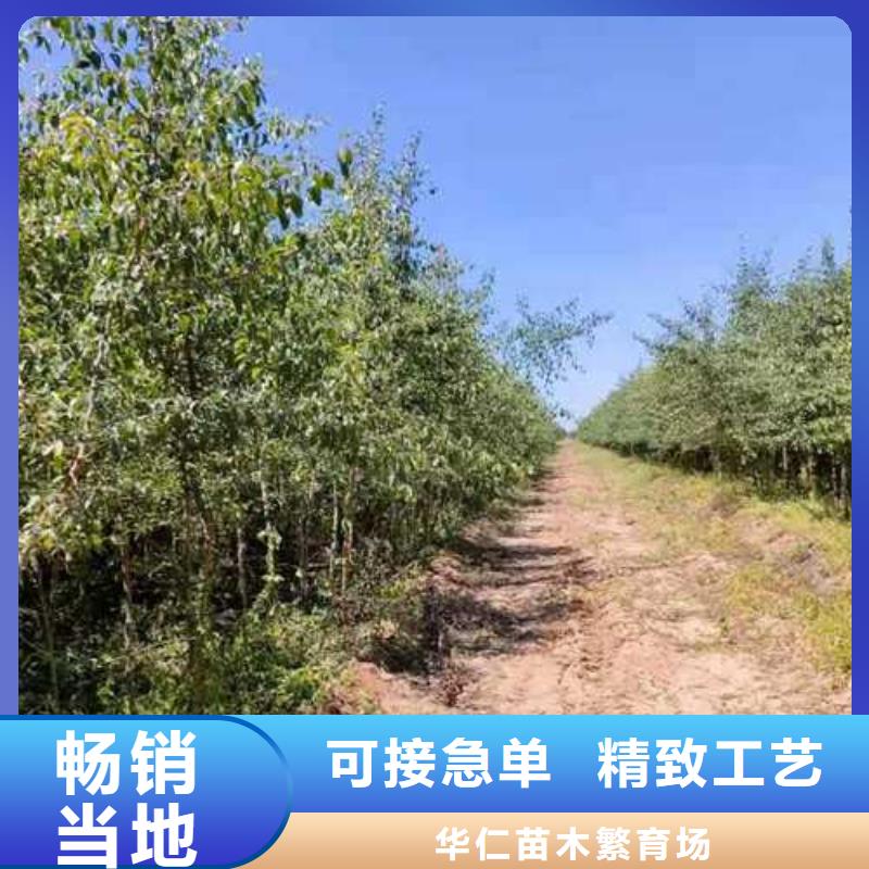 杜梨-梨树苗基地诚信可靠
