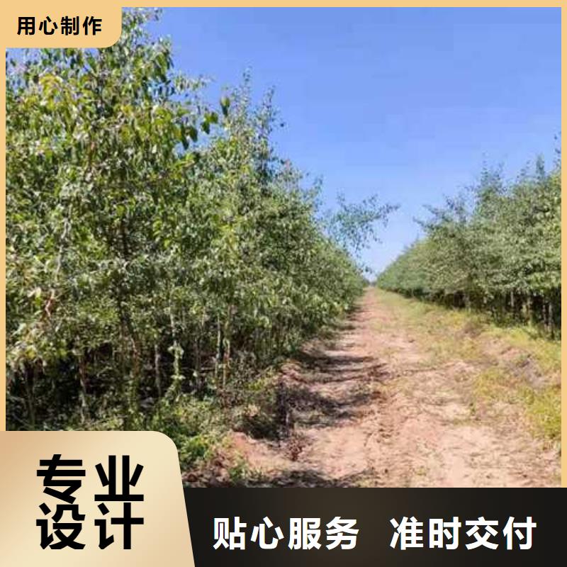 秋月梨树苗-视频-秋月梨树苗_山西省太原市市场覆盖小店|晋源|忻州|晋城|长治|大同等