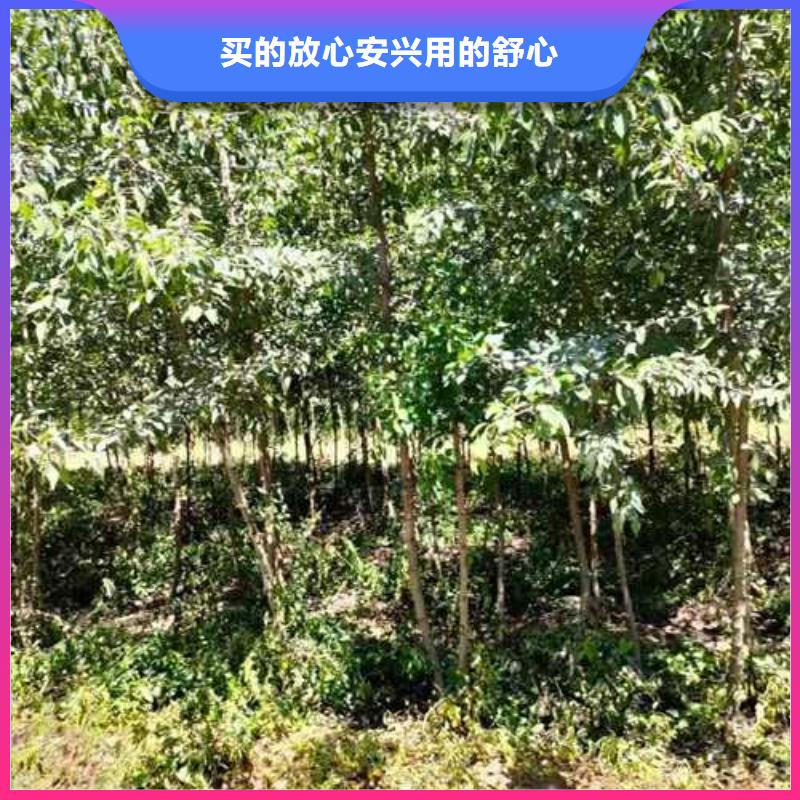 秋月梨树苗-视频-山西省晋中市华仁秋月梨树苗可服务区域榆社|寿阳|临汾|长治|运城|忻州等