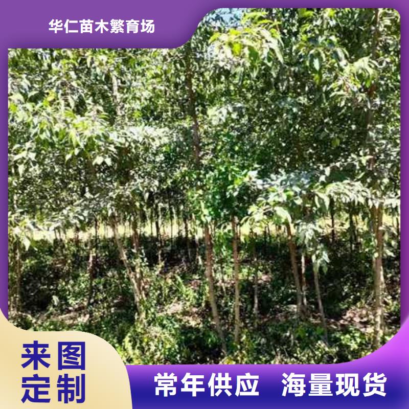 【杜梨秋月梨树苗一个起售】