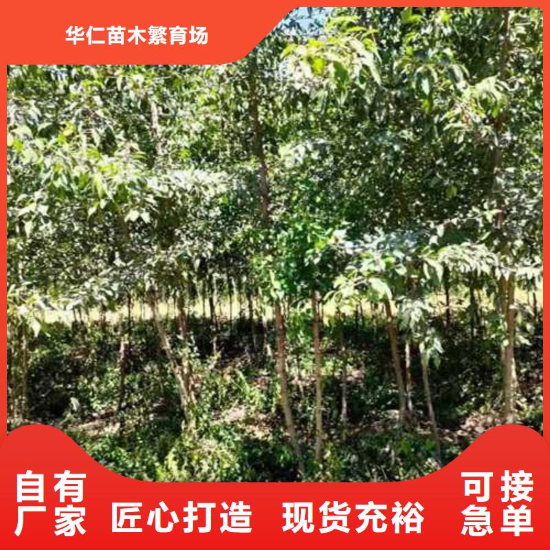 杜梨梨树苗基地质量三包