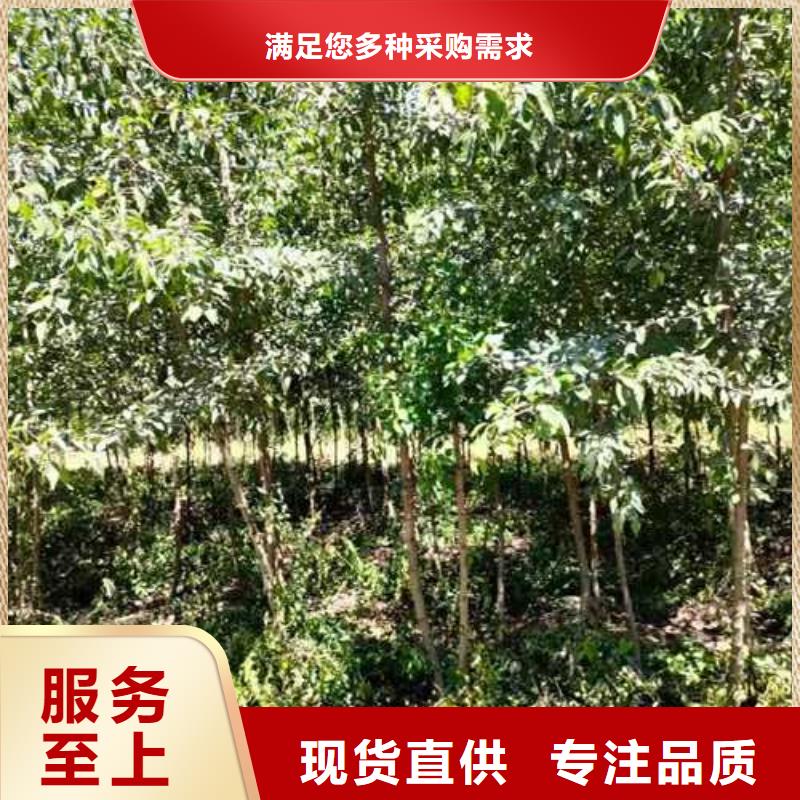 杜梨海棠苗N年生产经验