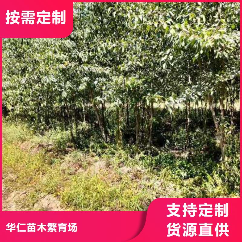 杜梨【皇冠梨树苗】多种规格可选