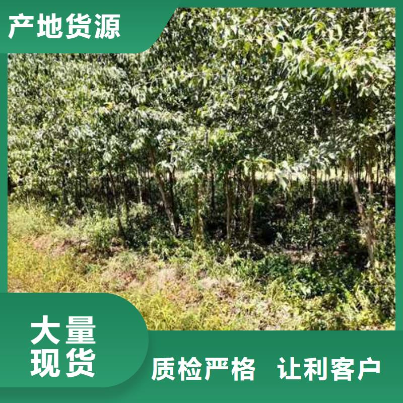 杜梨皇冠梨树苗选择我们没错