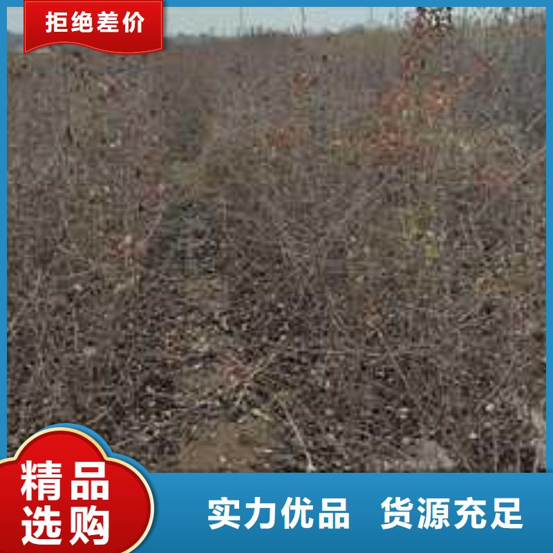 【杜梨】海棠苗用心细节