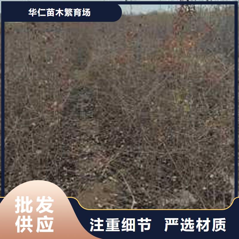 秋月梨树苗-视频-秋月梨树苗_山东省临沂市市场覆盖莒南|兰山|济南|德州|潍坊|聊城等
