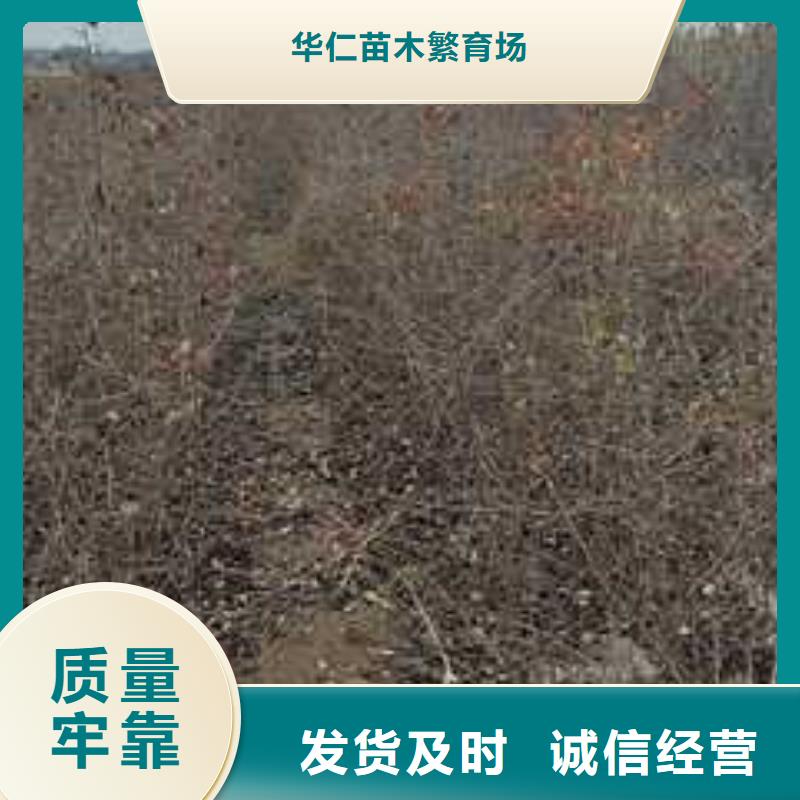 杜梨【红香酥梨树苗】现货齐全售后无忧