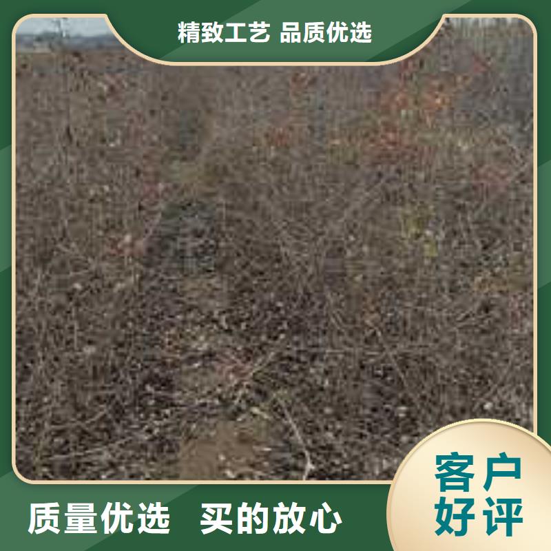 杜梨【瑞蟠101桃树苗】质量三包
