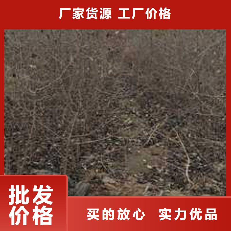 杜梨瑞蟠101桃树苗支持定制批发