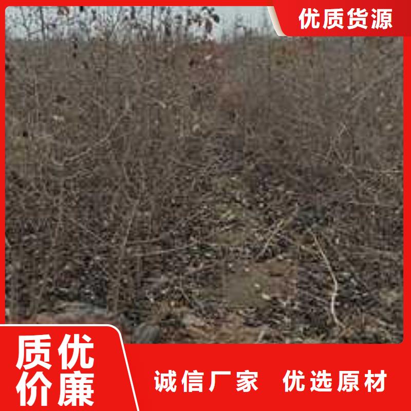 杜梨皇冠梨树苗选择我们没错