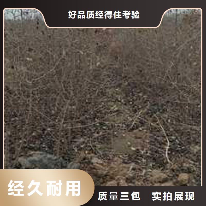 秋月梨树苗-视频-秋月梨树苗_山东省临沂市市场覆盖莒南|兰山|济南|德州|潍坊|聊城等