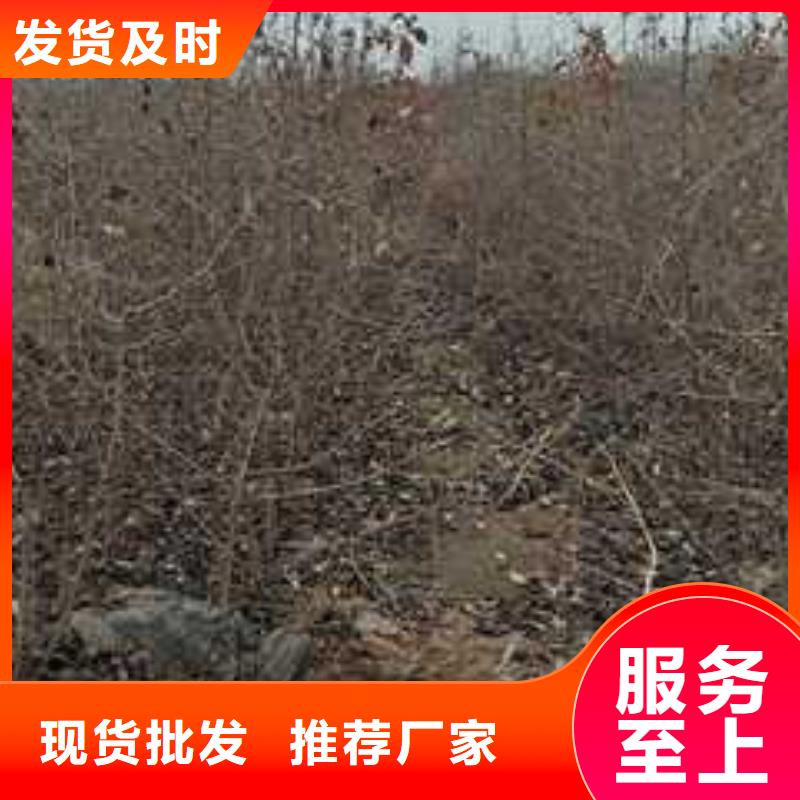 杜梨瑞蟠101桃树苗支持定制批发