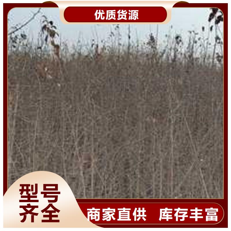 杜梨-奥红全红梨树苗厂家直营