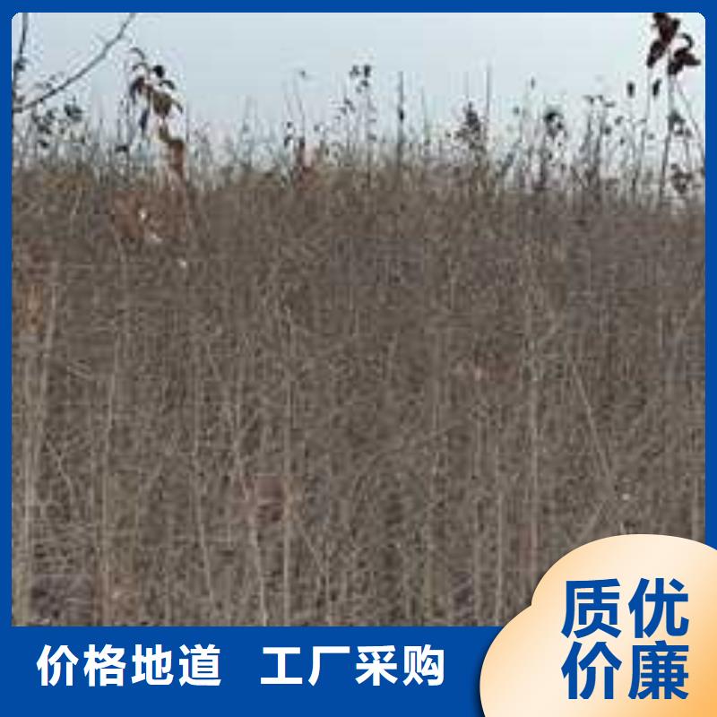 秋月梨树苗-视频-山西省晋中市华仁秋月梨树苗可服务区域榆社|寿阳|临汾|长治|运城|忻州等