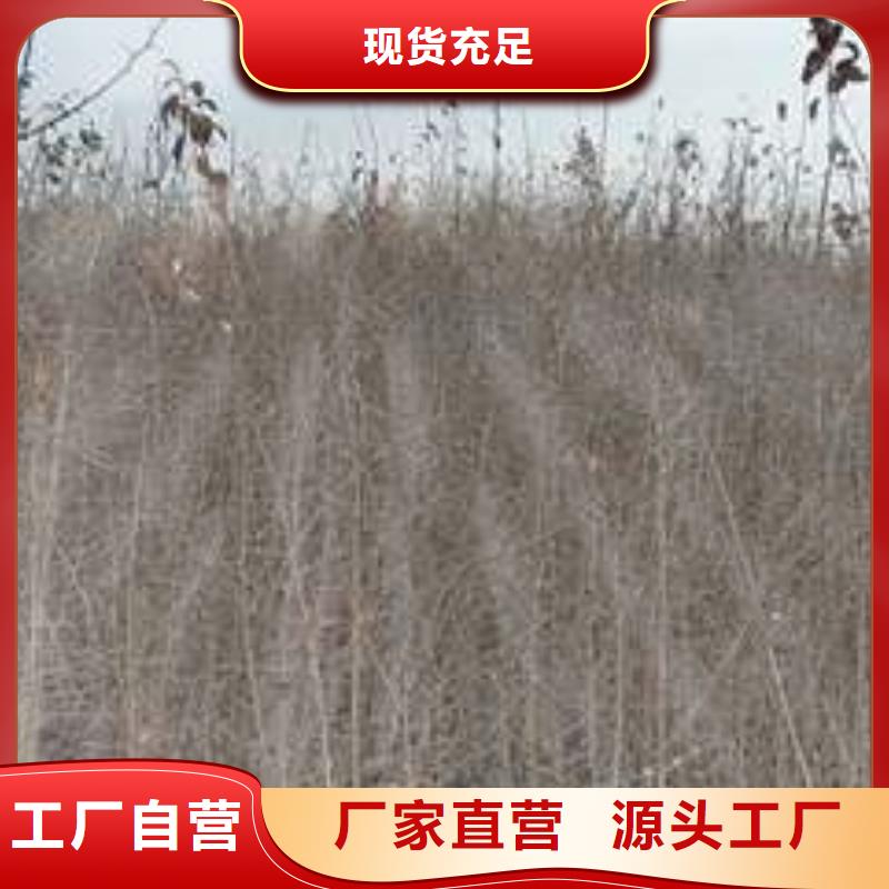 杜梨-玉露香梨树苗价格实在