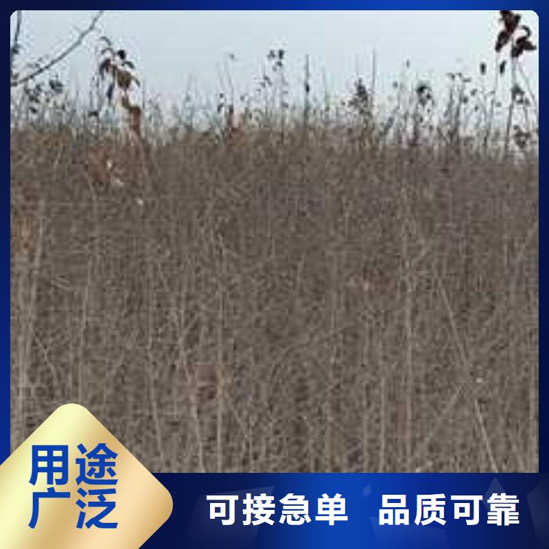 杜梨【皇冠梨树苗】多种规格可选