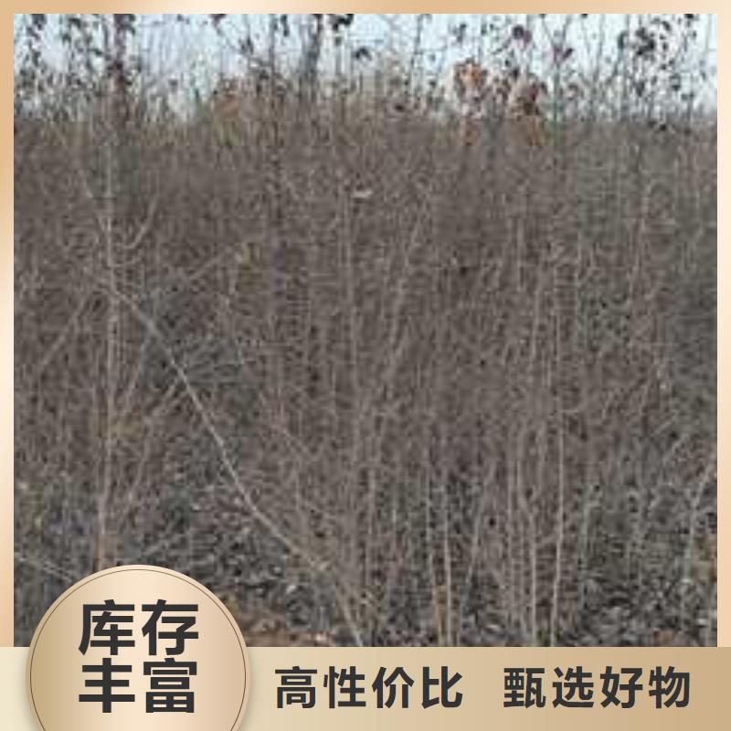 杜梨秋月梨树苗专业设计