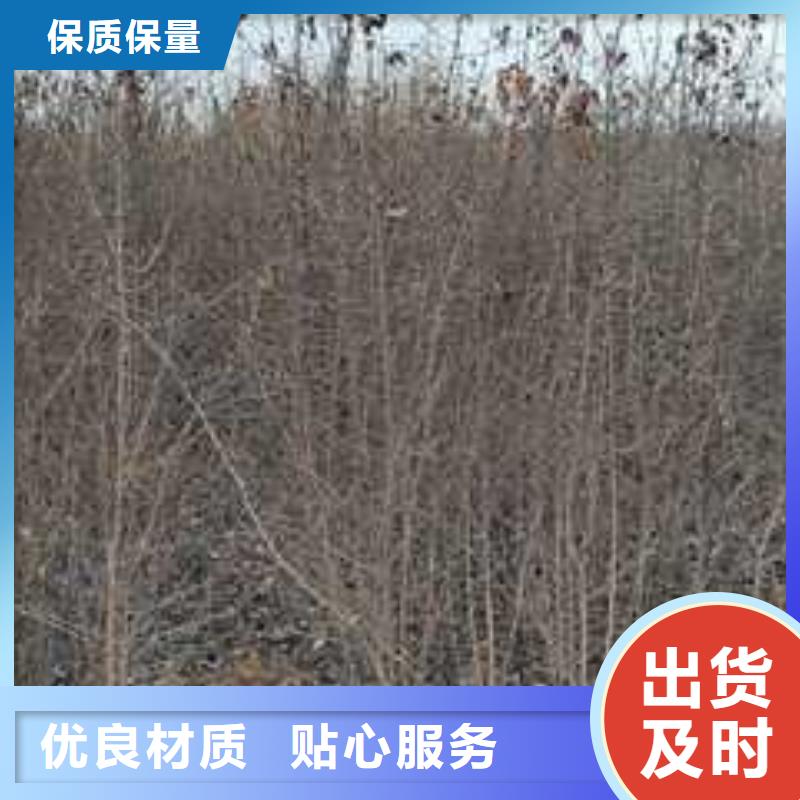 秋月梨树苗-视频-秋月梨树苗_山西省太原市市场覆盖小店|晋源|忻州|晋城|长治|大同等