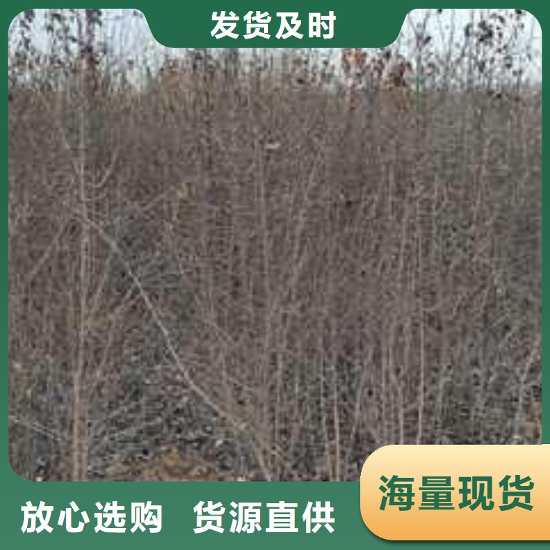 秋月梨树苗-视频-秋月梨树苗_山东省临沂市市场覆盖莒南|兰山|济南|德州|潍坊|聊城等