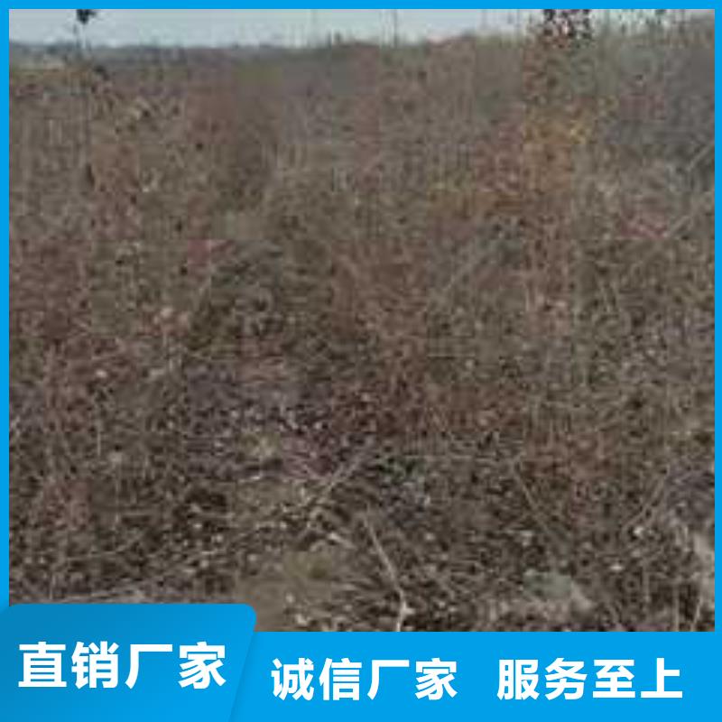 杜梨瑞蟠101桃树苗支持定制批发