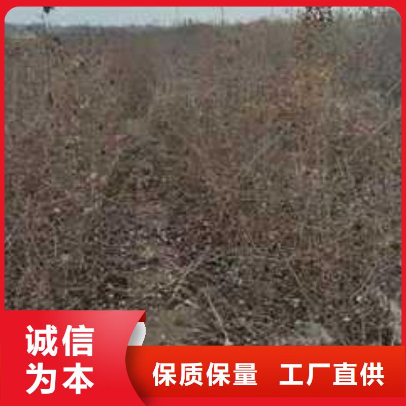 杜梨皇冠梨树苗选择我们没错