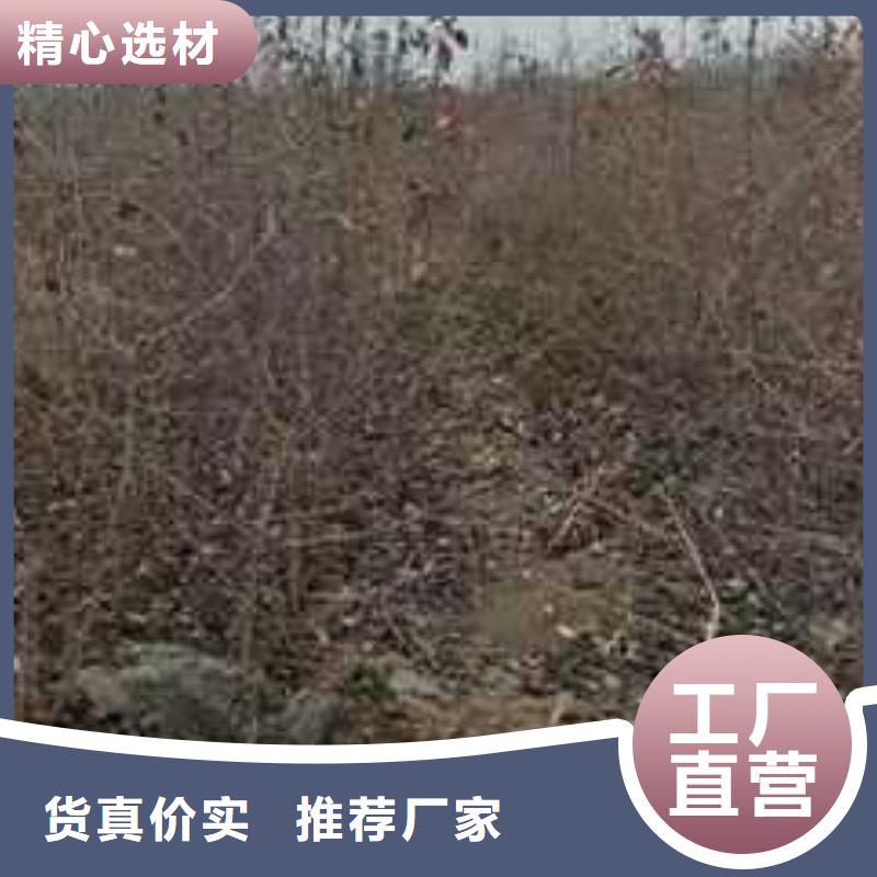 杜梨-玉露香梨树苗价格实在