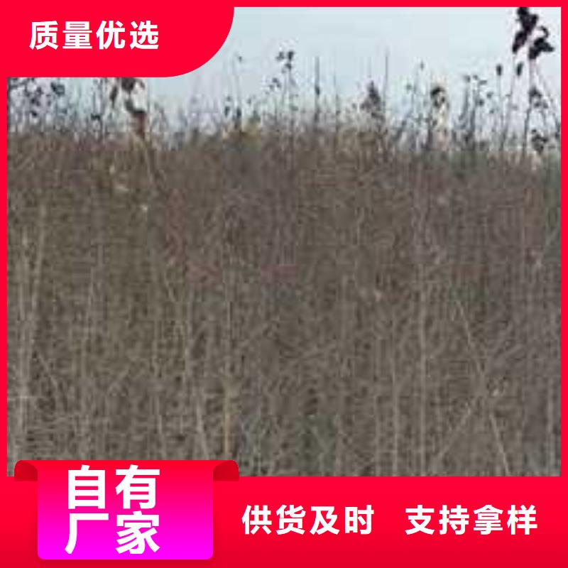 杜梨杜梨苗出厂价