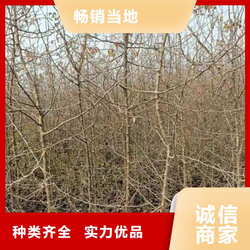 杜梨杜梨苗源头实体厂商