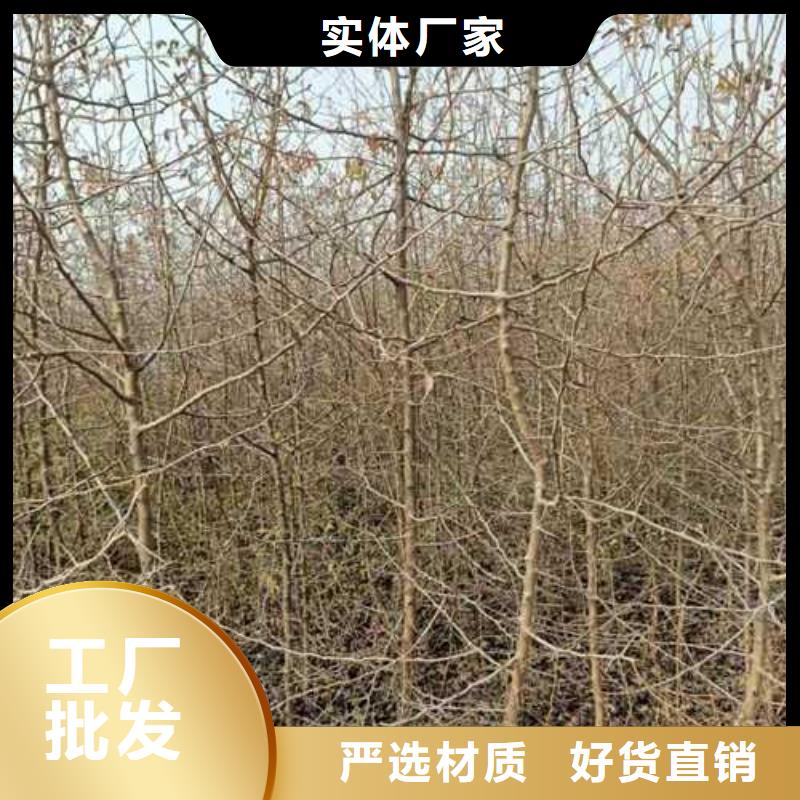 杜梨红香酥梨树苗生产厂家