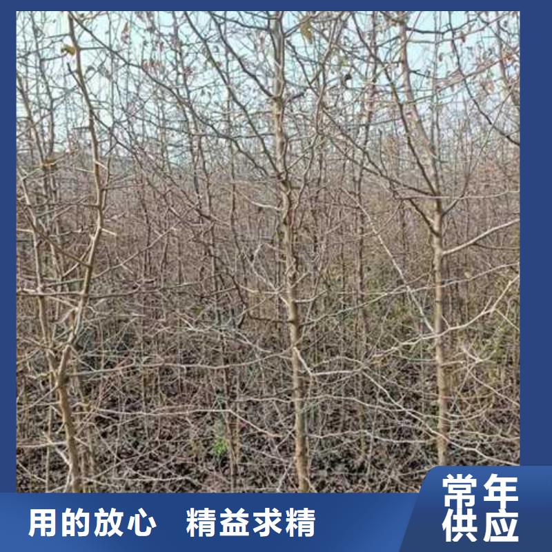 杜梨梨树苗基地口碑好实力强