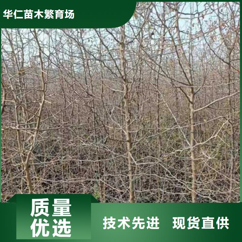杜梨杜梨苗出厂价