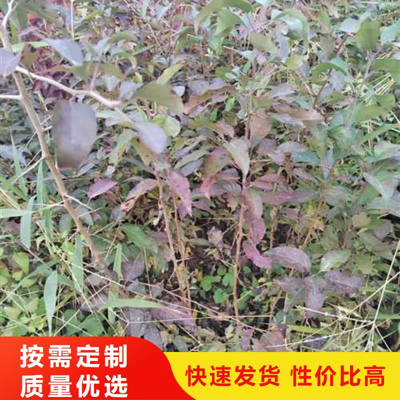 秋月梨树苗-视频-秋月梨树苗_山西省太原市市场覆盖小店|晋源|忻州|晋城|长治|大同等