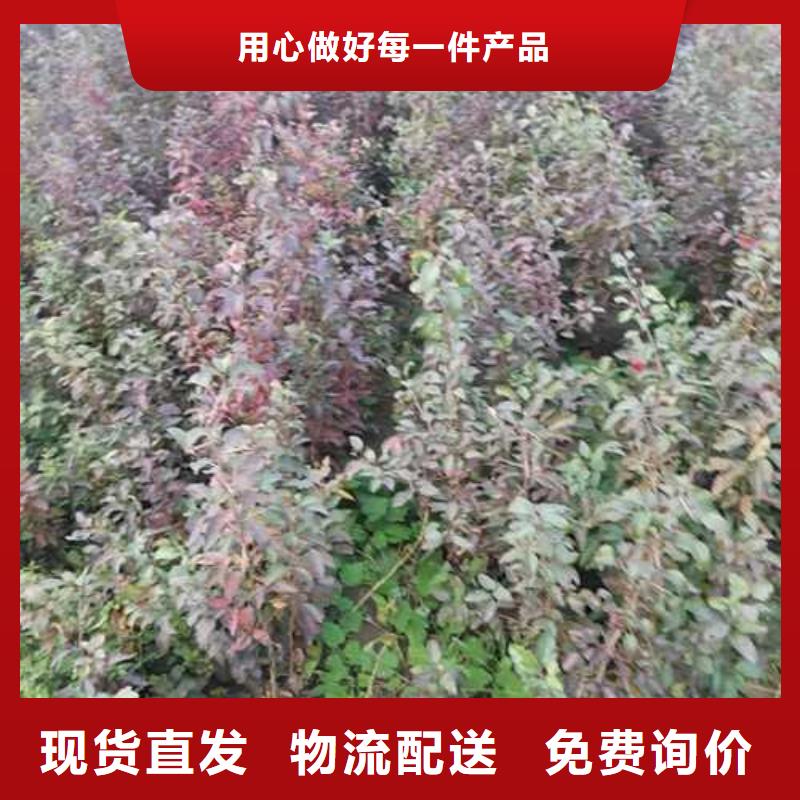 秋月梨树苗-视频-秋月梨树苗_山西省太原市市场覆盖小店|晋源|忻州|晋城|长治|大同等