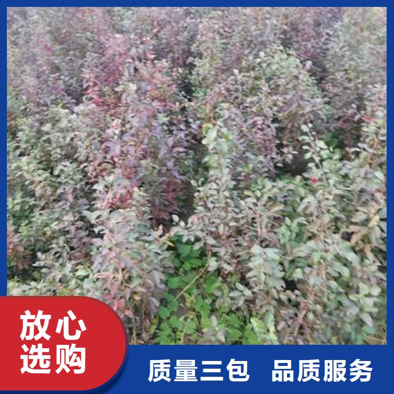 杜梨梨树苗基地口碑好实力强