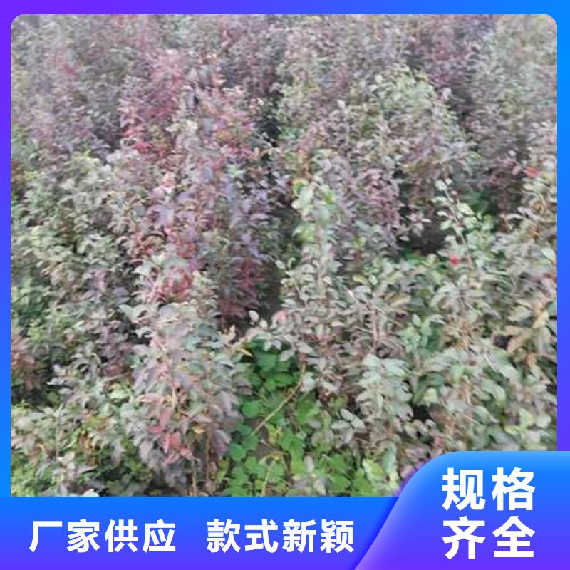 【杜梨秋月梨树苗一个起售】