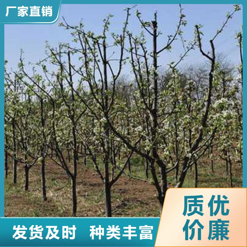 杜梨【瑞蟠101桃树苗】质量三包