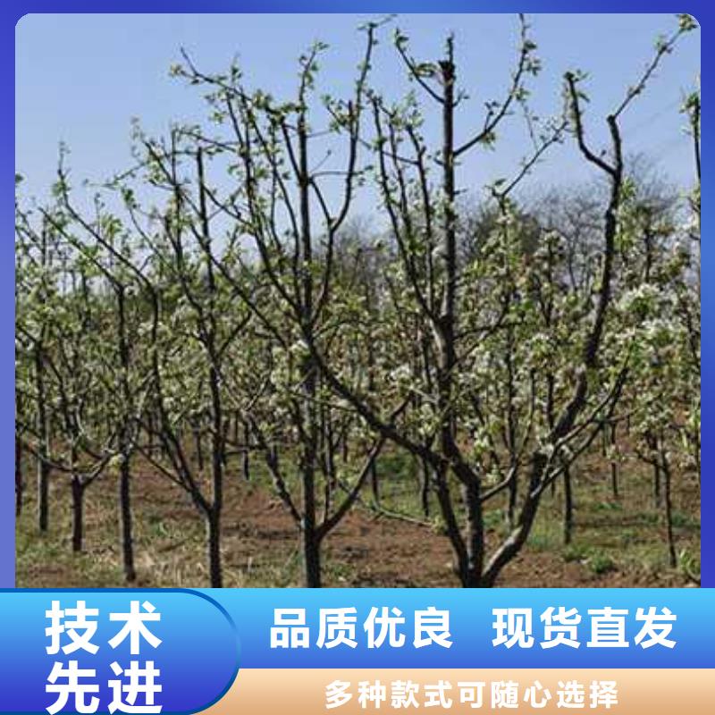 秋月梨树苗-视频-秋月梨树苗_山东省临沂市市场覆盖莒南|兰山|济南|德州|潍坊|聊城等