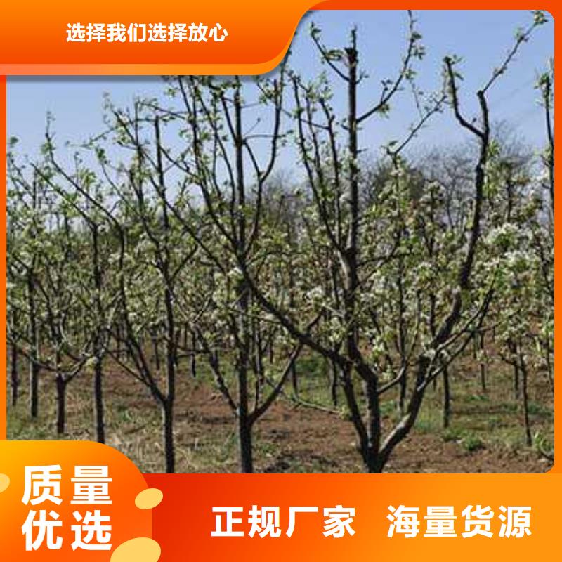 杜梨秋月梨树苗专业设计