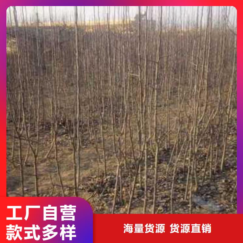杜梨红香酥梨树苗经验丰富品质可靠