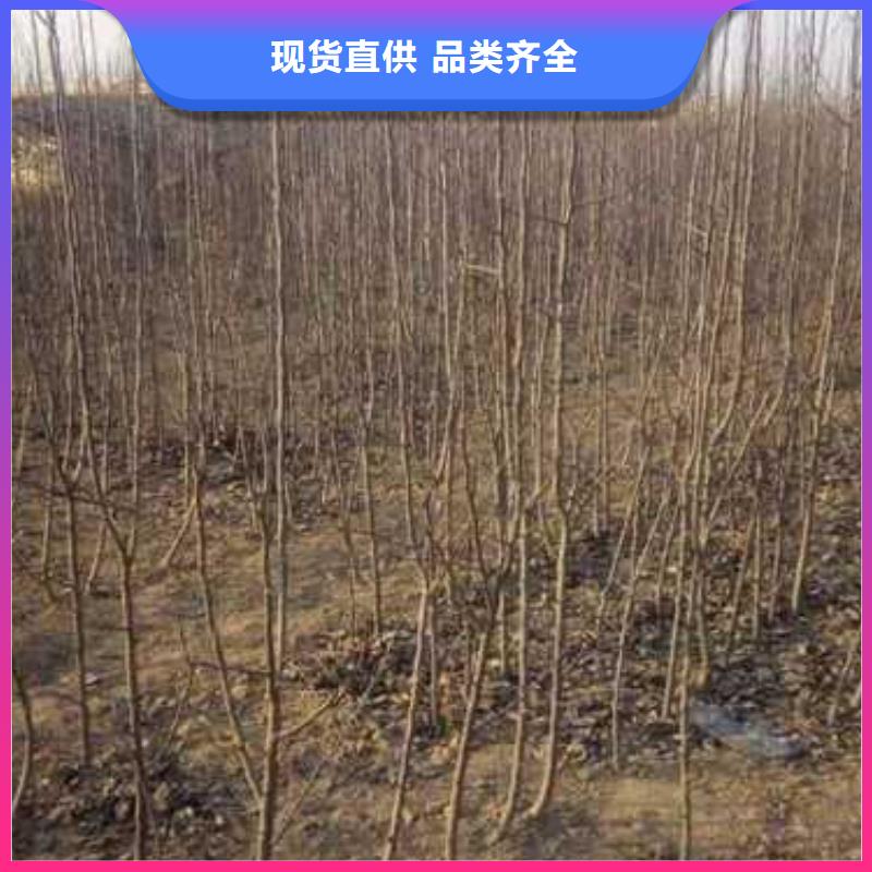 杜梨杜梨苗大厂家实力看得见