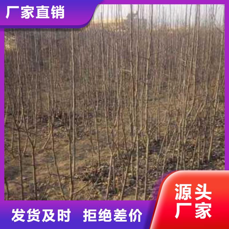 杜梨奥红一号梨苗一站式采购商家