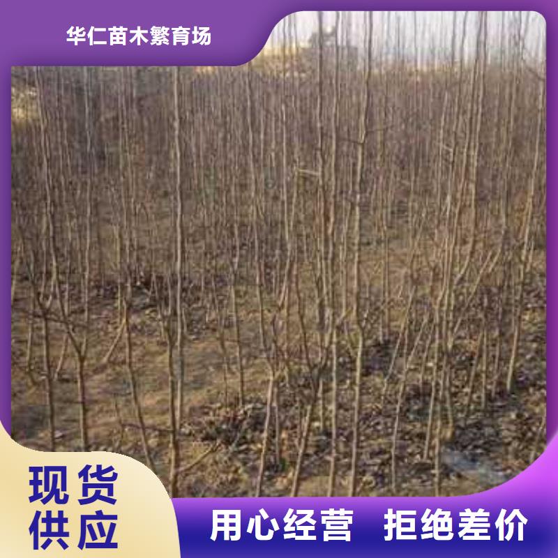 秋月梨树苗-视频-山西省晋中市华仁秋月梨树苗可服务区域榆社|寿阳|临汾|长治|运城|忻州等