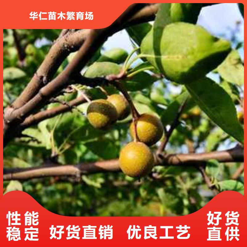 杜梨-山桃苗品质不将就