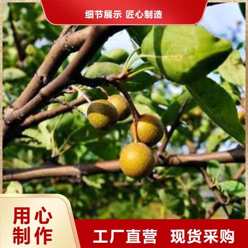 秋月梨树苗-视频-山西省晋中市华仁秋月梨树苗可服务区域榆社|寿阳|临汾|长治|运城|忻州等