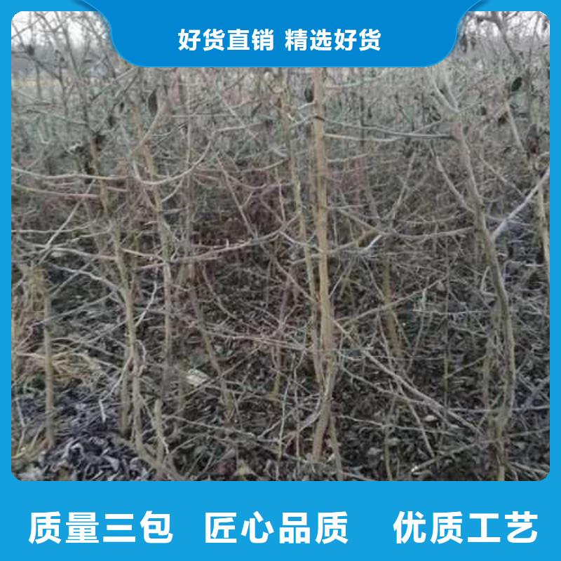 杜梨杜梨苗厂家供应