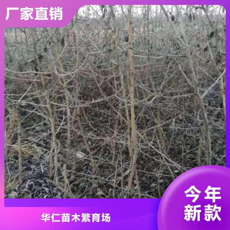 杜梨毛桃苗N年生产经验