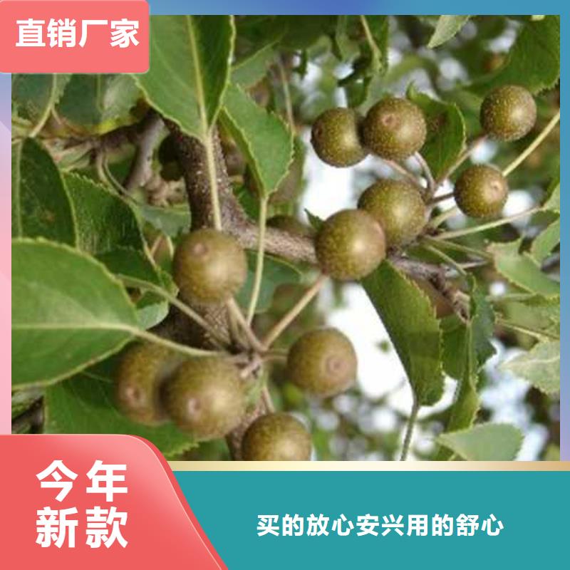 杜梨_黄冠梨树苗多种规格库存充足