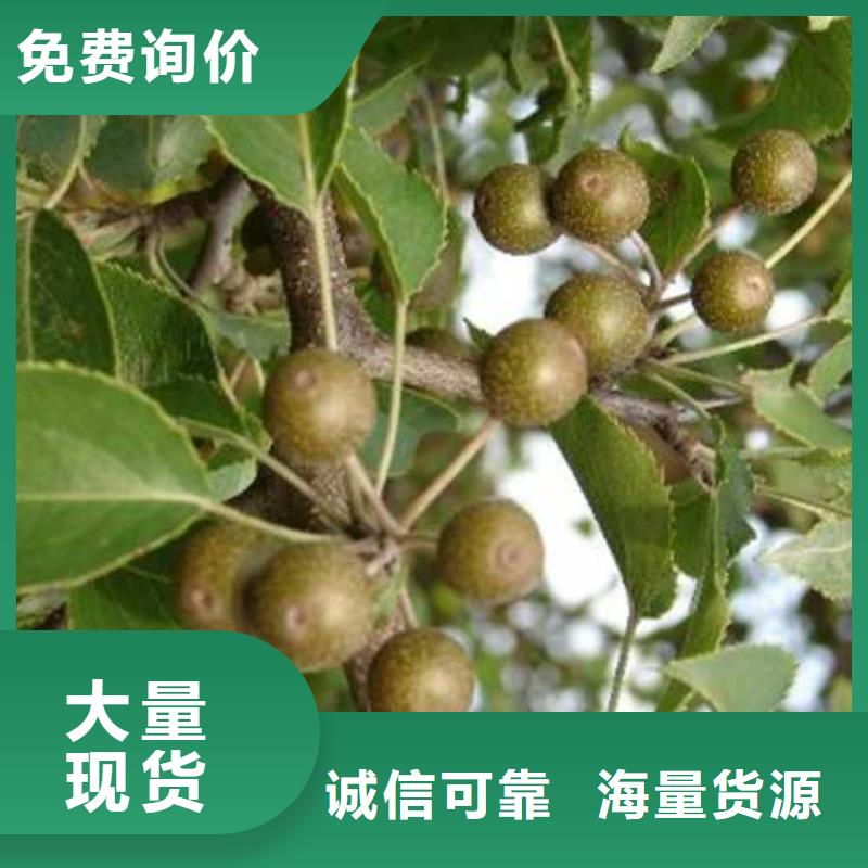 杜梨毛桃苗N年生产经验