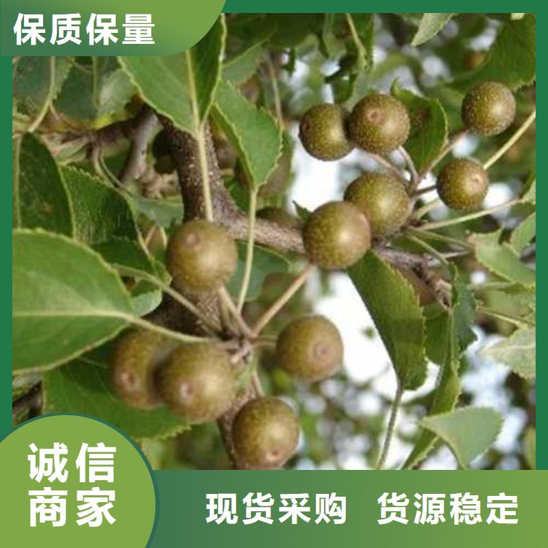 杜梨红香酥梨树苗懂您所需