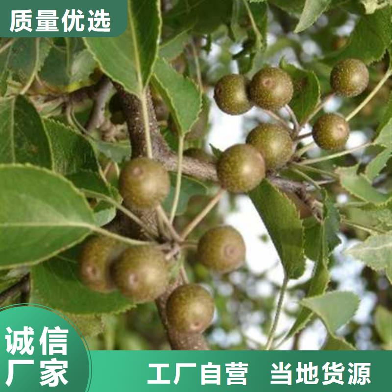 杜梨杜梨苗大厂家实力看得见